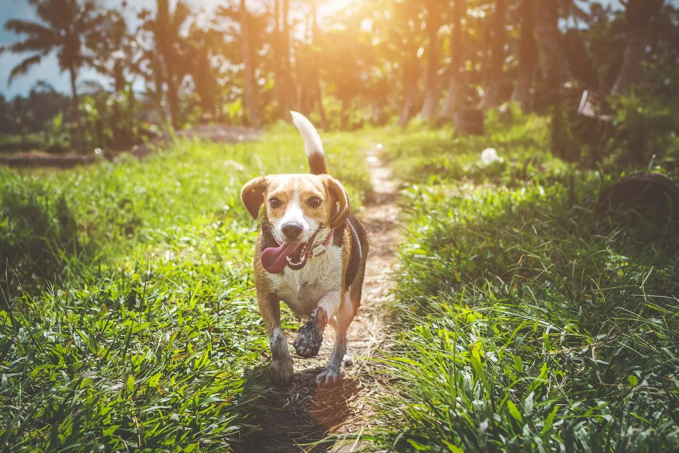 Cachorro correndo feliz ao ar livre